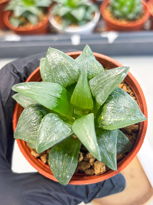 Haworthia Shuten-doji (wa6) (g18) | Rare Import