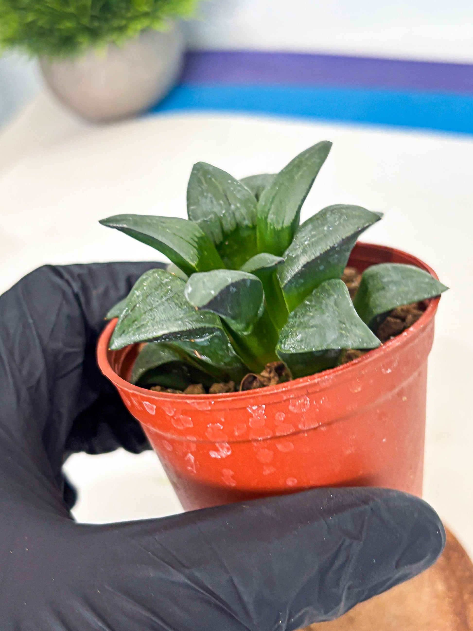Haworthia Shuten-doji (wa6) (g18) | Rare Import