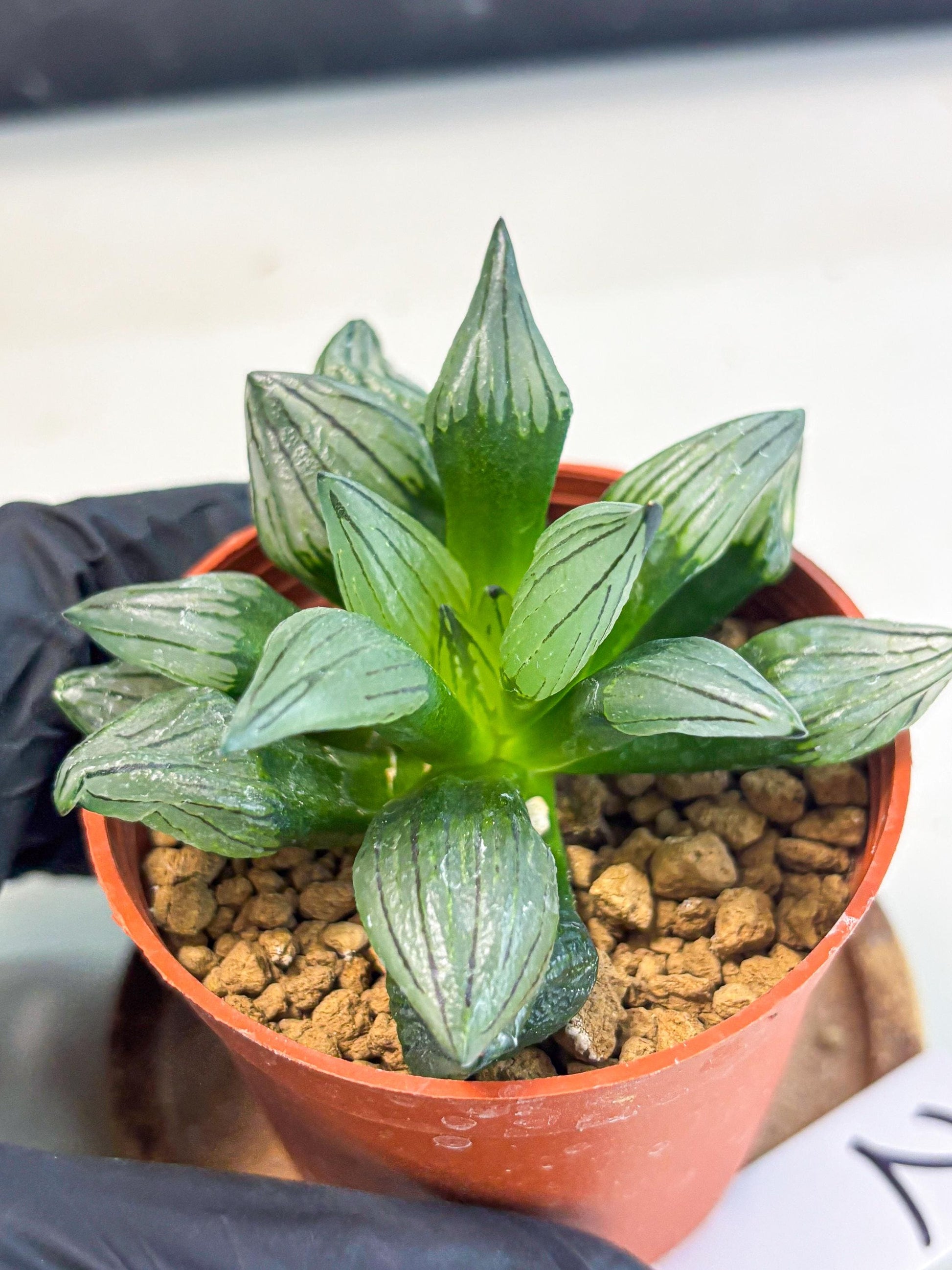 Haworthia Atrofusca (wa7) (b2) | Rare Import