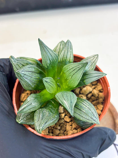 Haworthia Atrofusca (wa7) (b2) | Rare Import