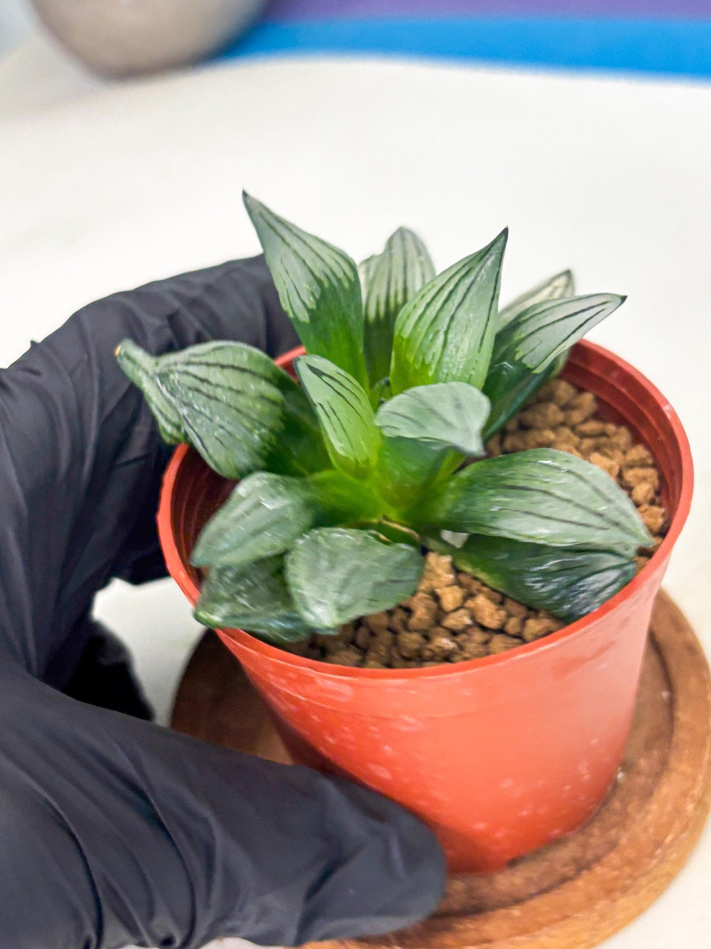 Haworthia Atrofusca (wa7) (b2) | Rare Import