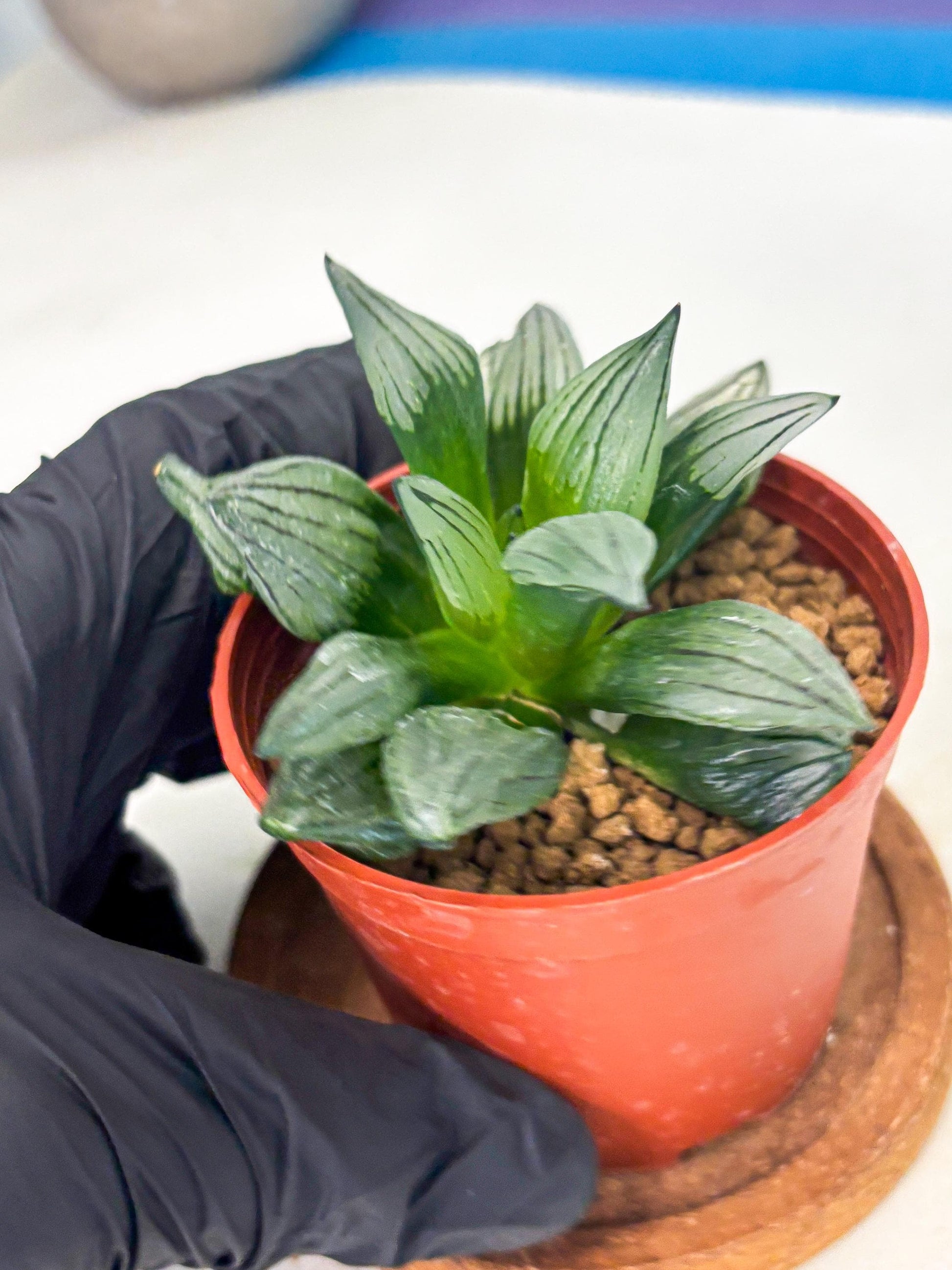 Haworthia Atrofusca (wa7) (b2) | Rare Import