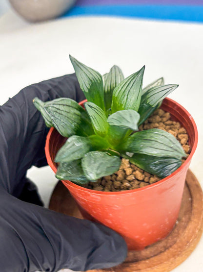 Haworthia Atrofusca (wa7) (b2) | Rare Import