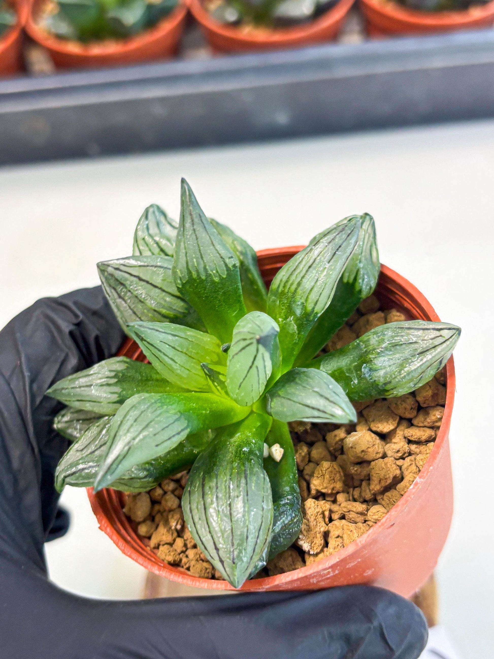 Haworthia Atrofusca (wa7) (b2) | Rare Import