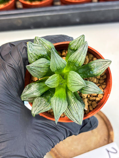 Haworthia Atrofusca (wa7) (b2) | Rare Import