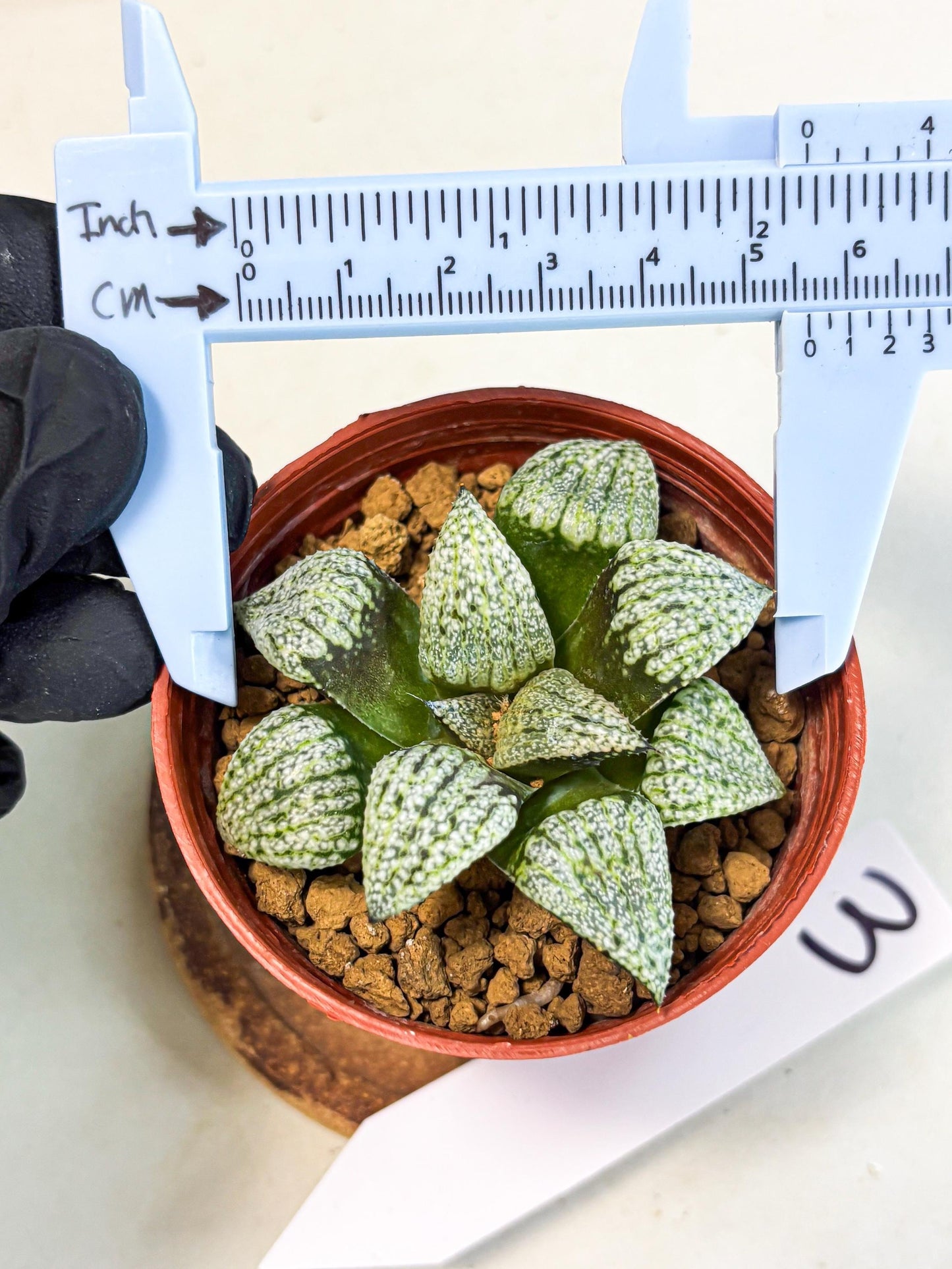 Haworthia Bojin (wa7) (b3) | Rare Import