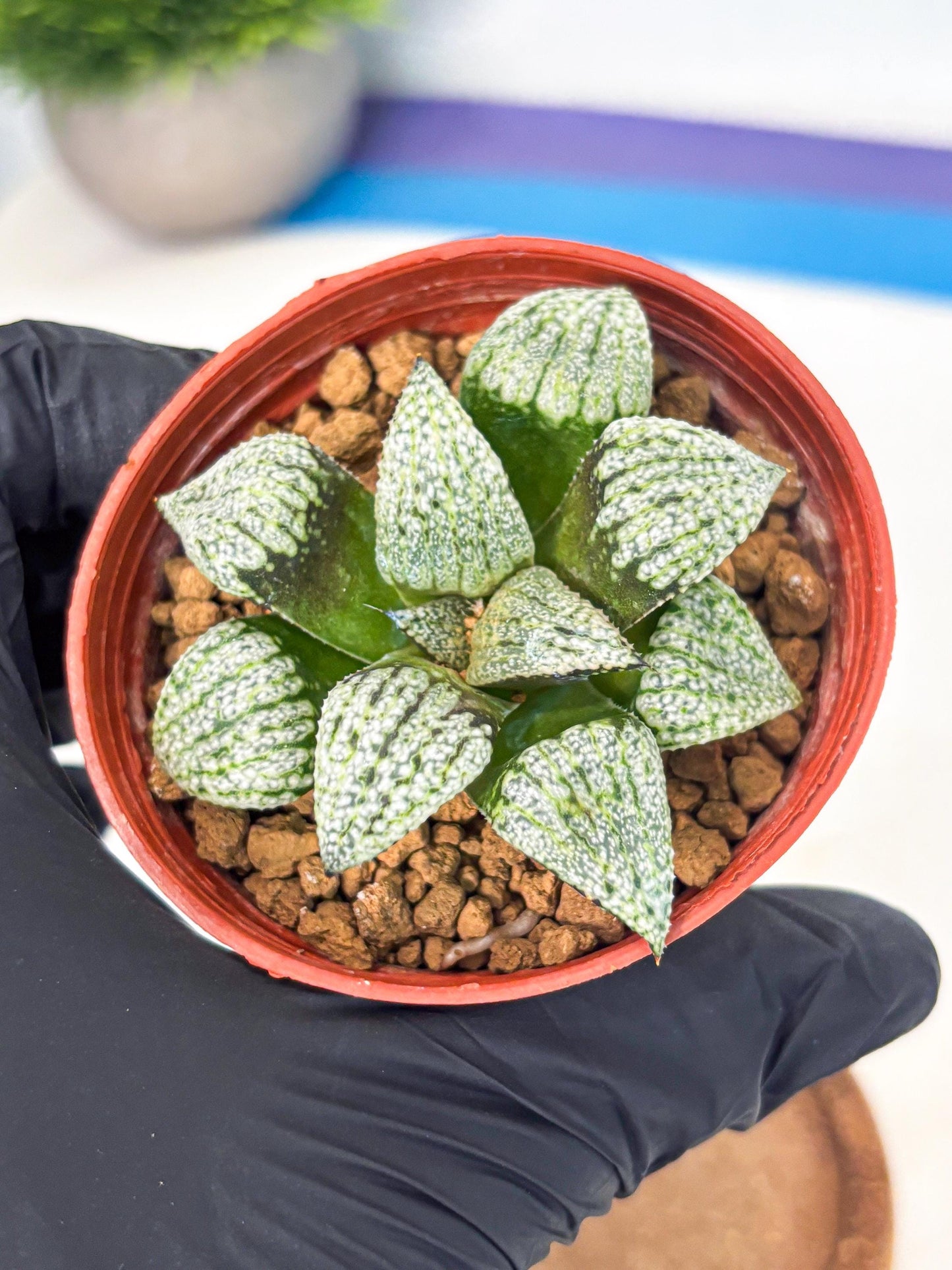 Haworthia Bojin (wa7) (b3) | Rare Import