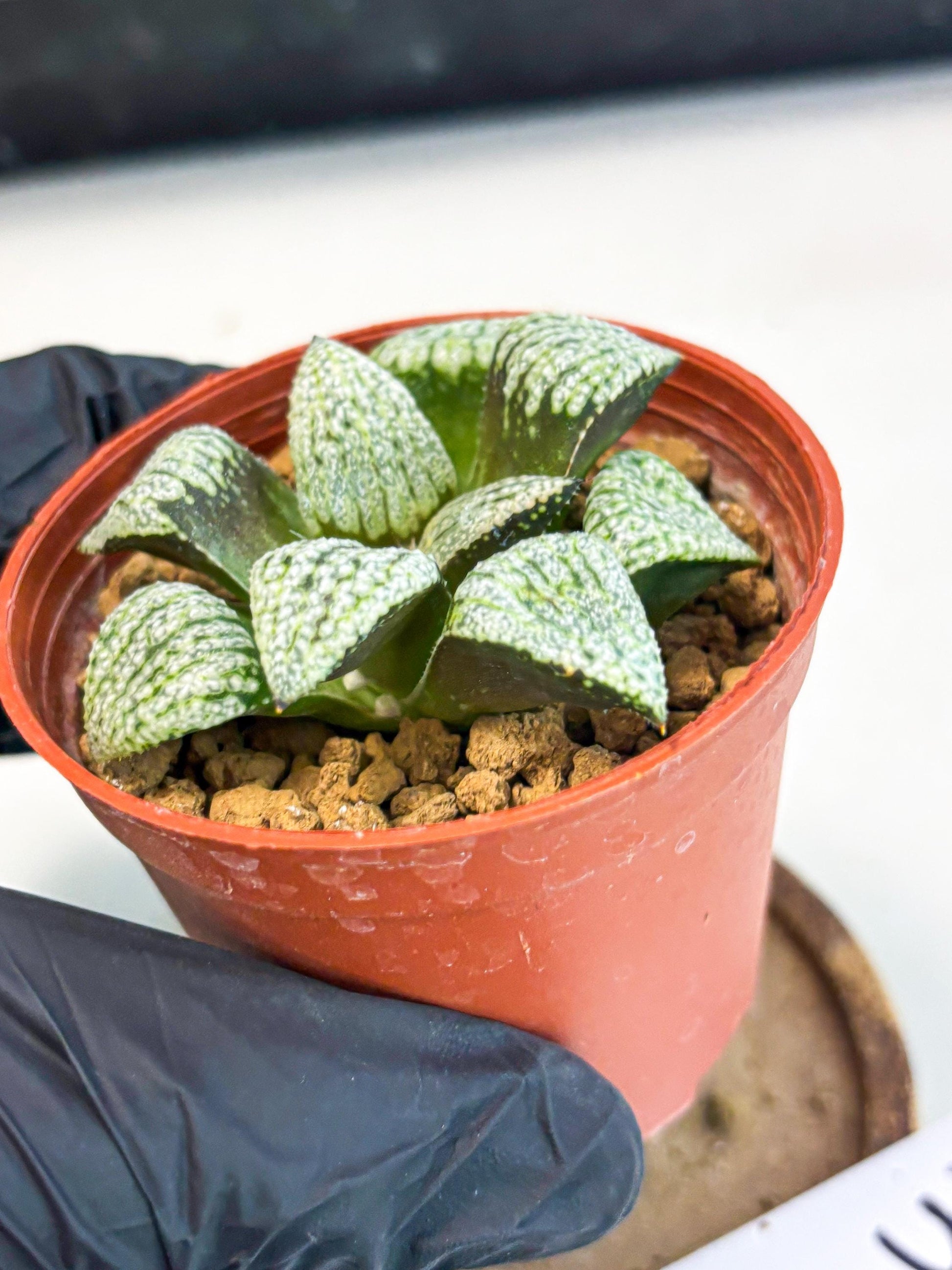 Haworthia Bojin (wa7) (b3) | Rare Import