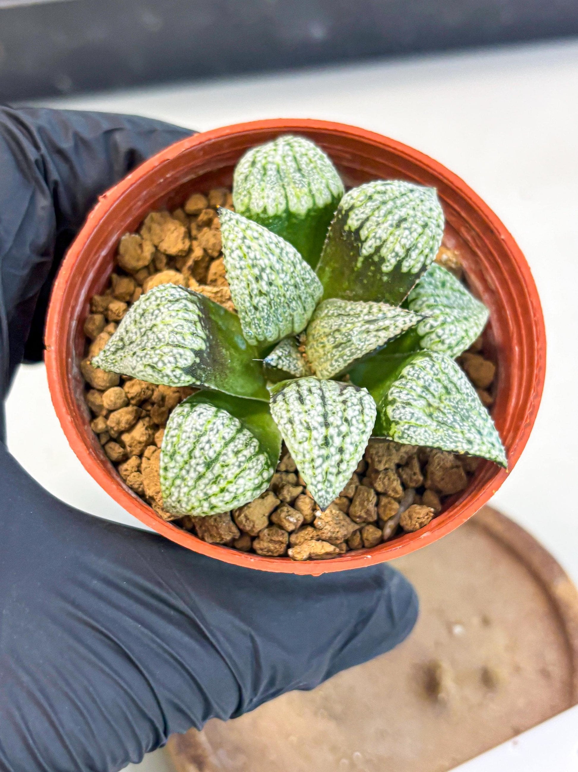 Haworthia Bojin (wa7) (b3) | Rare Import
