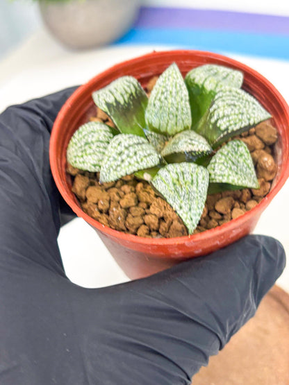Haworthia Bojin (wa7) (b3) | Rare Import