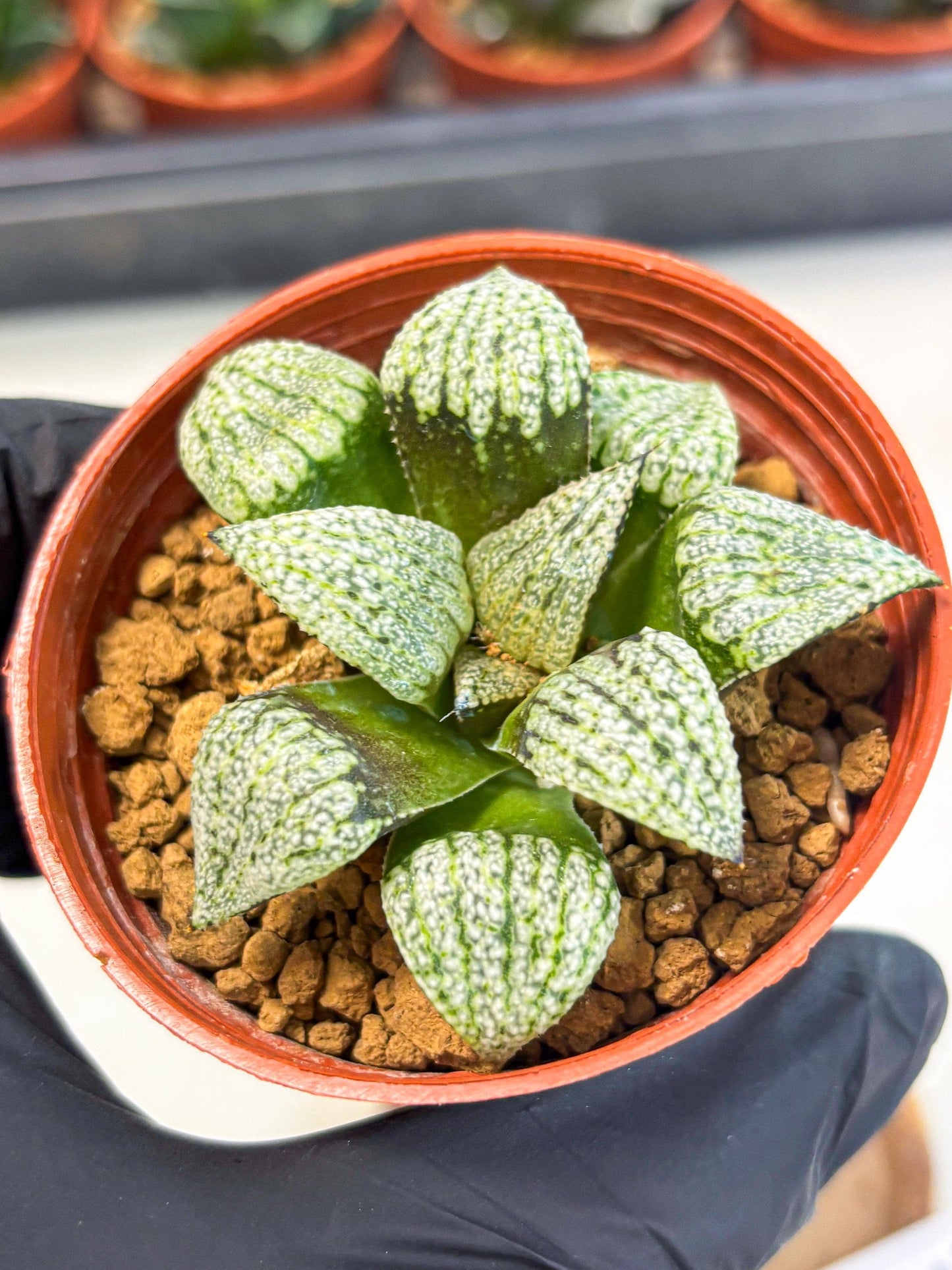 Haworthia Bojin (wa7) (b3) | Rare Import