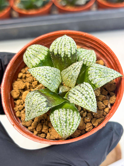 Haworthia Bojin (wa7) (b3) | Rare Import