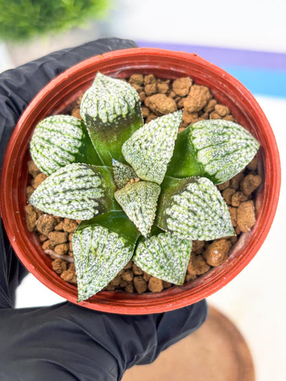 Haworthia Bojin (wa7) (b3) | Rare Import