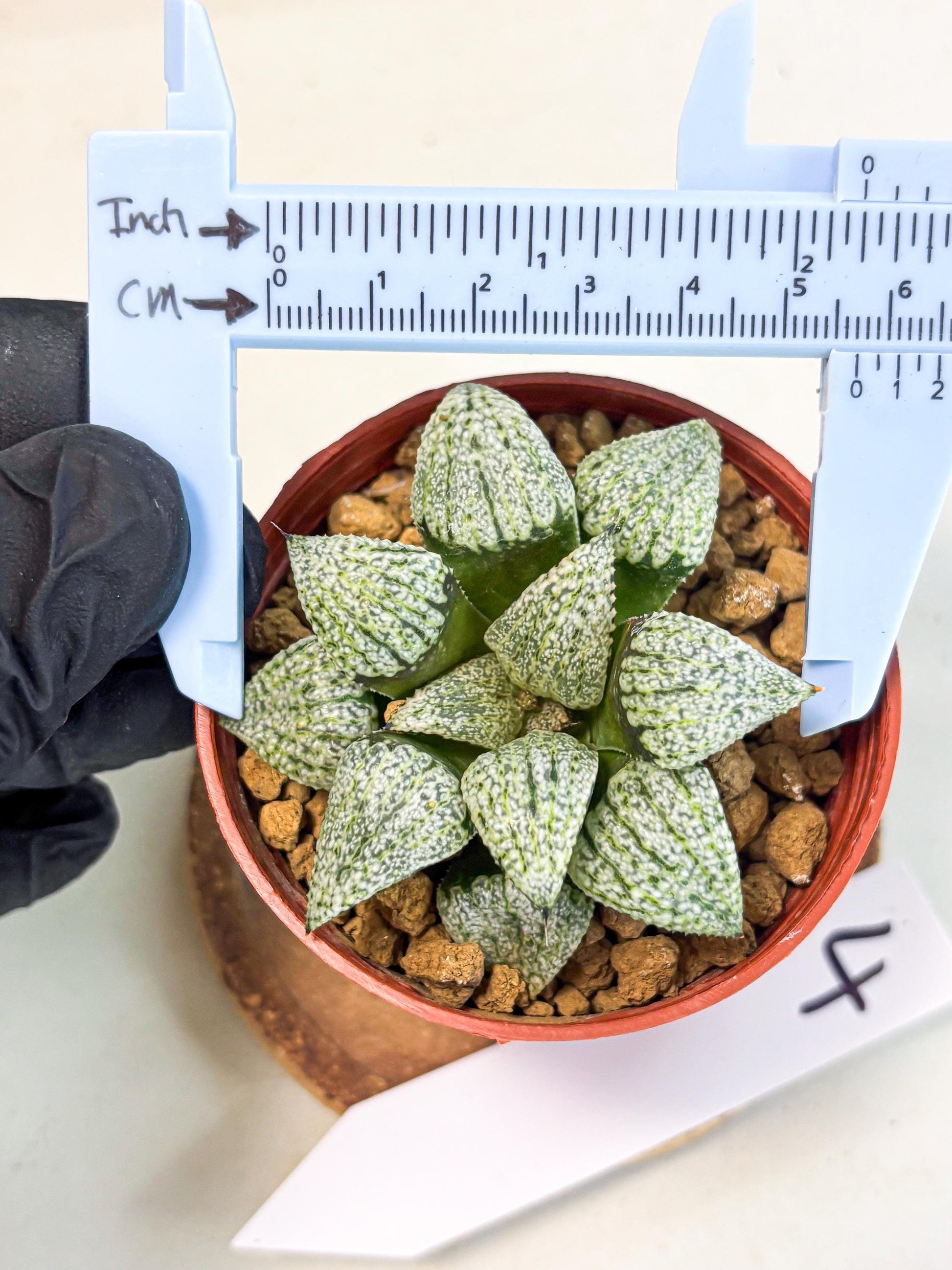 Haworthia Bojin (wa7) (b4) | Rare Import