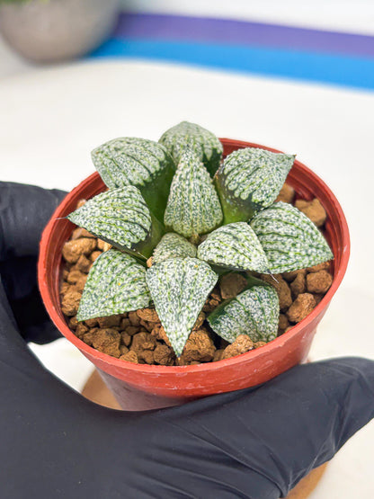 Haworthia Bojin (wa7) (b4) | Rare Import