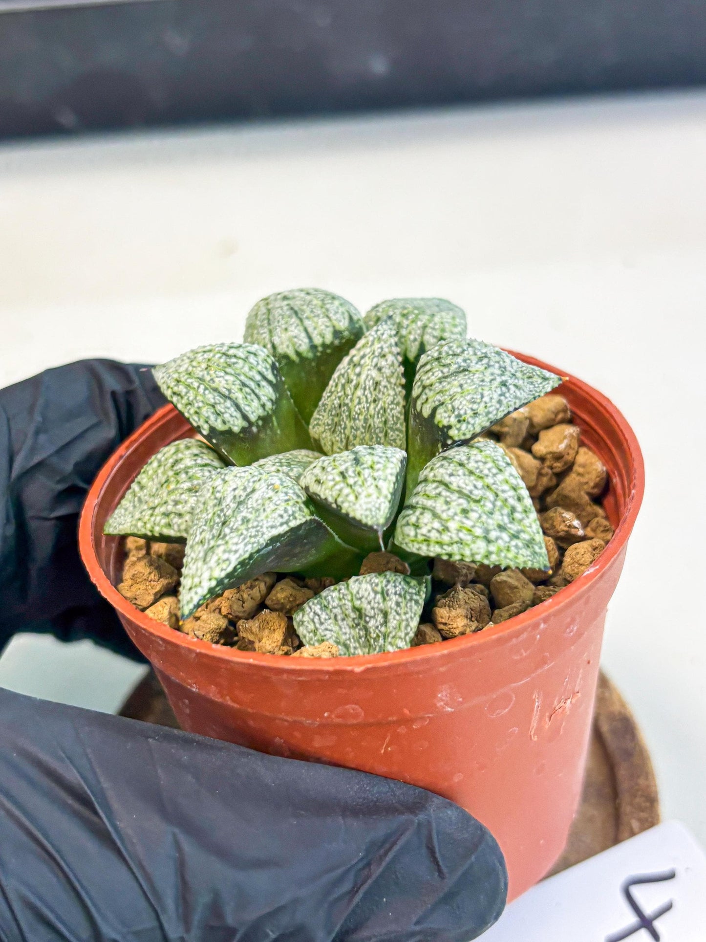 Haworthia Bojin (wa7) (b4) | Rare Import
