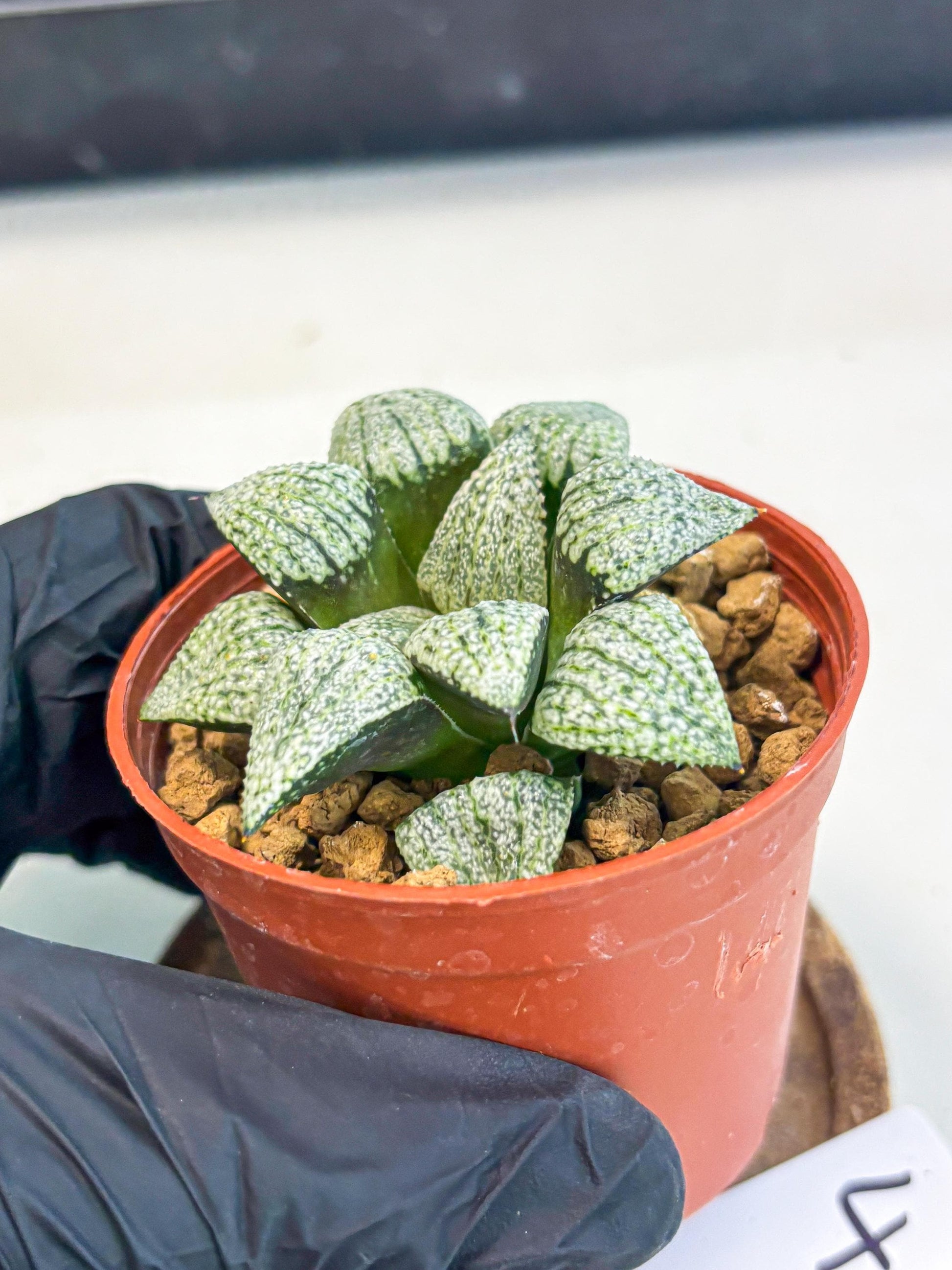 Haworthia Bojin (wa7) (b4) | Rare Import