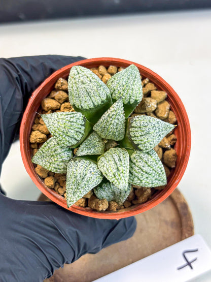Haworthia Bojin (wa7) (b4) | Rare Import