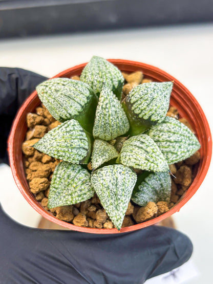 Haworthia Bojin (wa7) (b4) | Rare Import