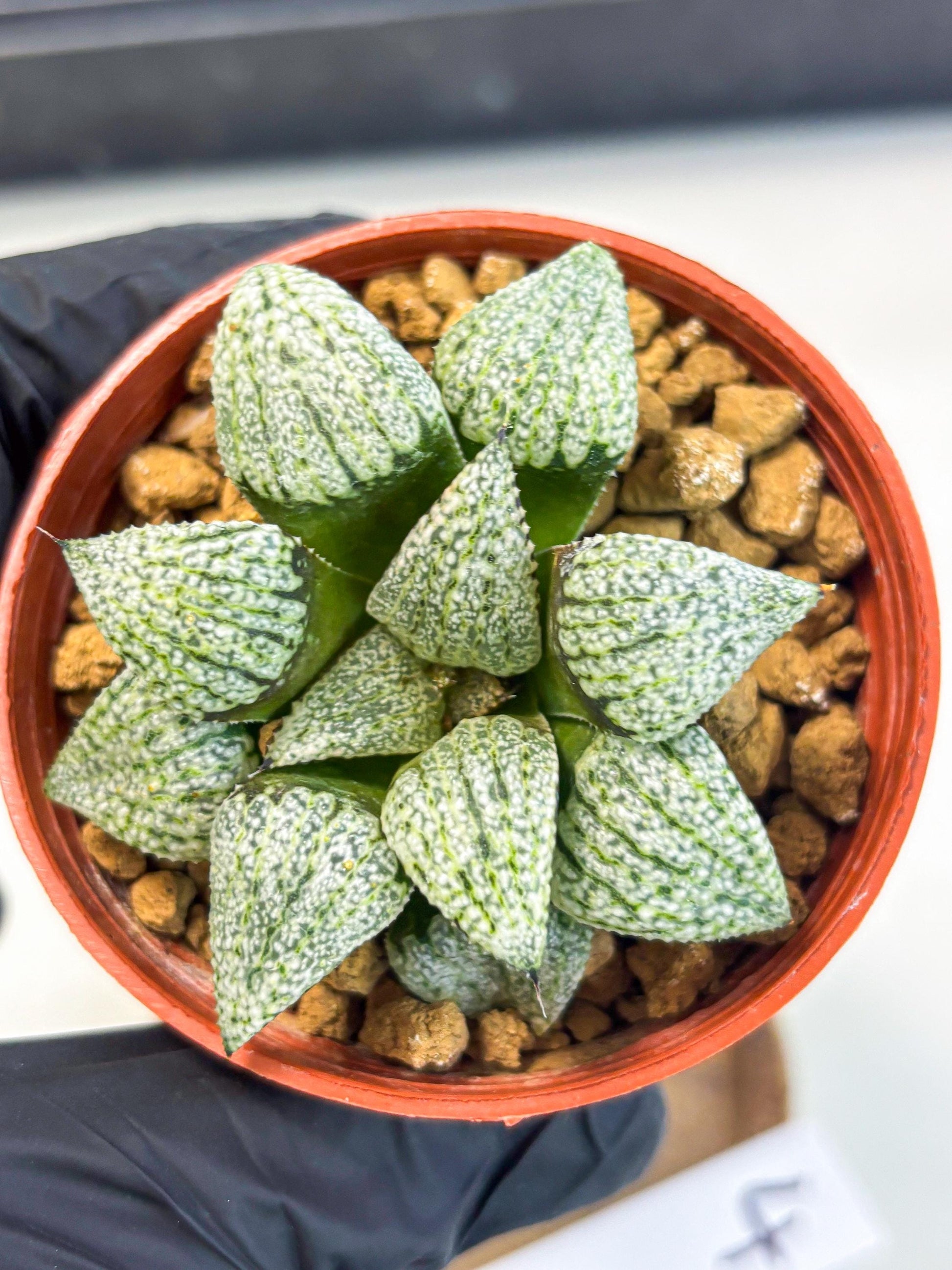 Haworthia Bojin (wa7) (b4) | Rare Import