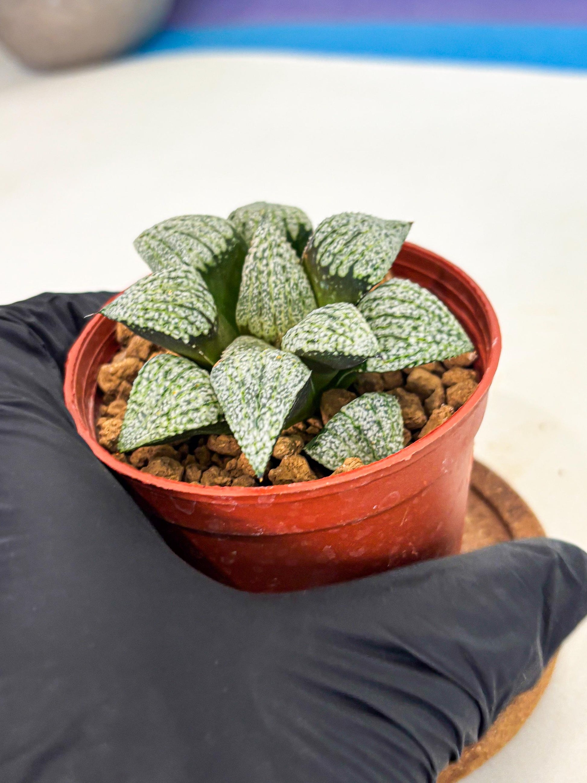 Haworthia Bojin (wa7) (b4) | Rare Import