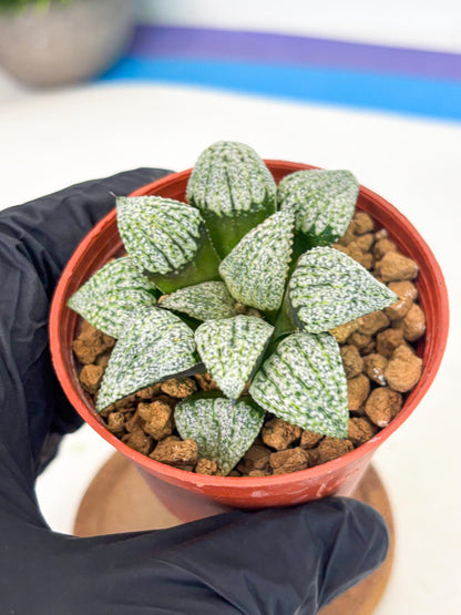 Haworthia Bojin (wa7) (b4) | Rare Import