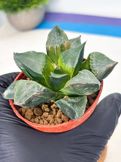 Haworthia Long Xi (wa7) (b5) | Rare Import