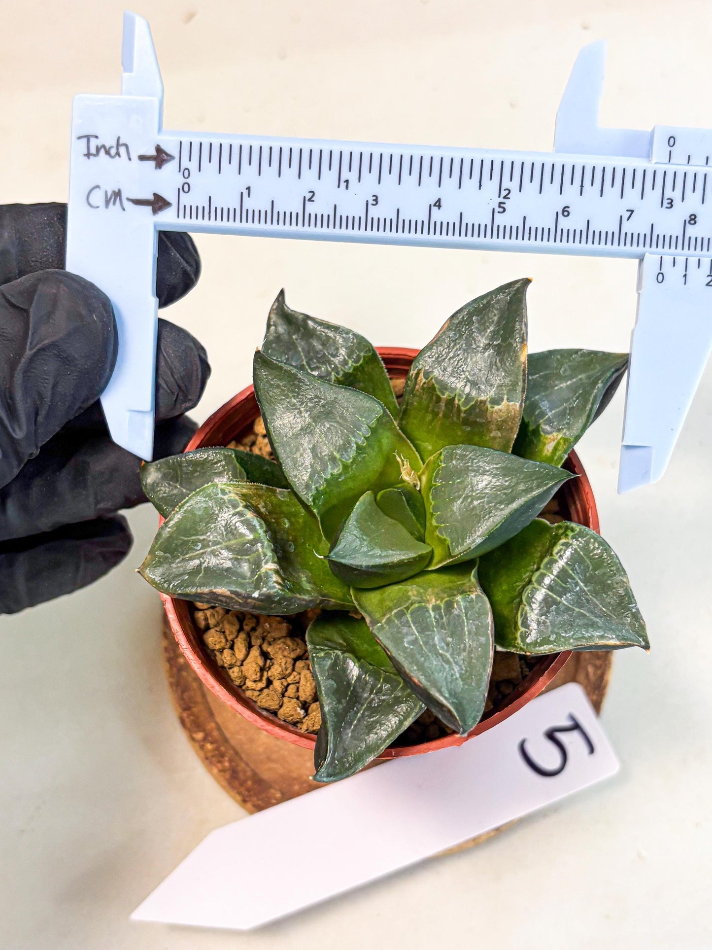 Haworthia Long Xi (wa7) (b5) | Rare Import