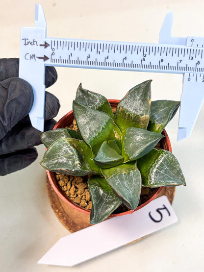 Haworthia Long Xi (wa7) (b5) | Rare Import