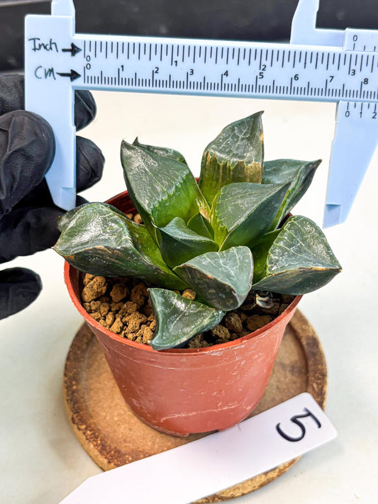 Haworthia Long Xi (wa7) (b5) | Rare Import