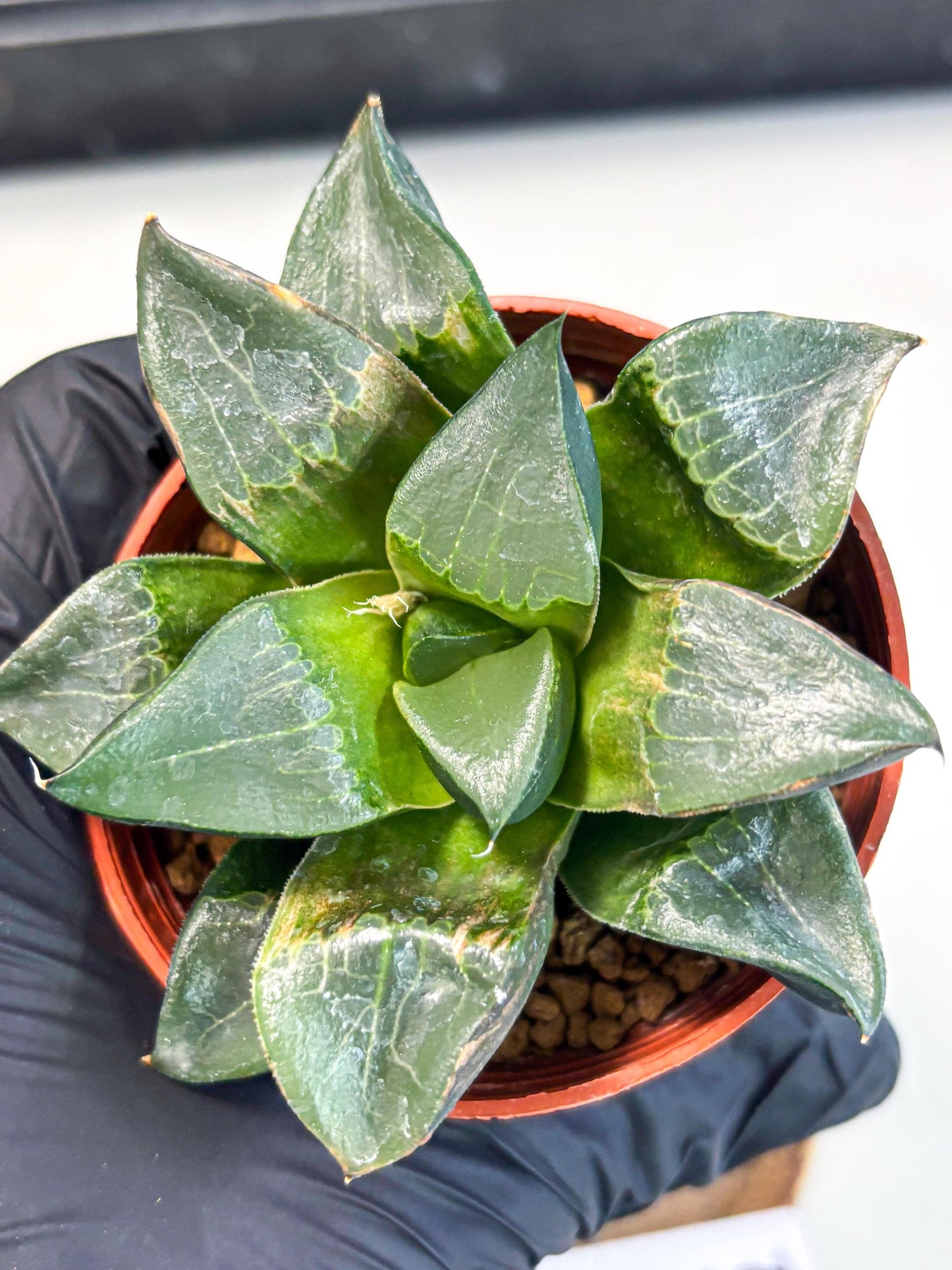 Haworthia Long Xi (wa7) (b5) | Rare Import