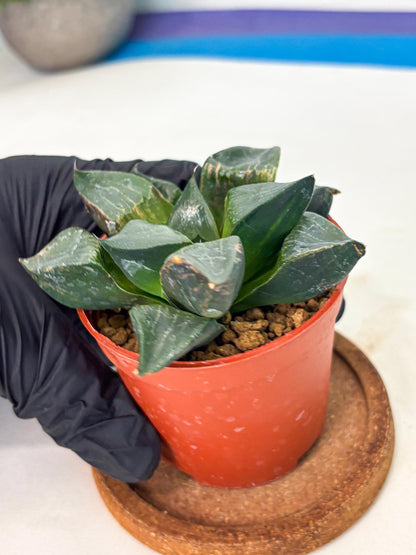 Haworthia Long Xi (wa7) (b5) | Rare Import