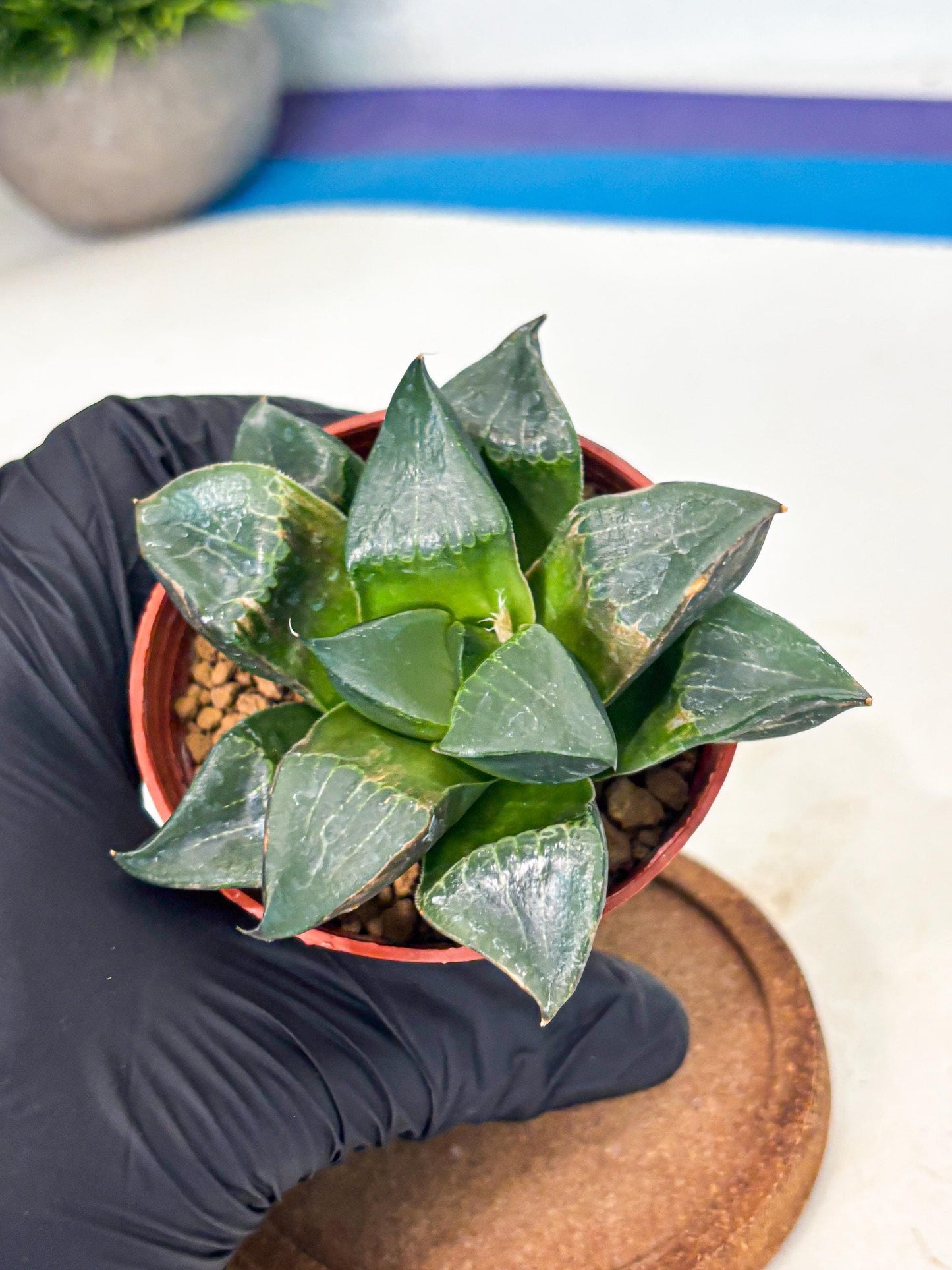 Haworthia Long Xi (wa7) (b5) | Rare Import