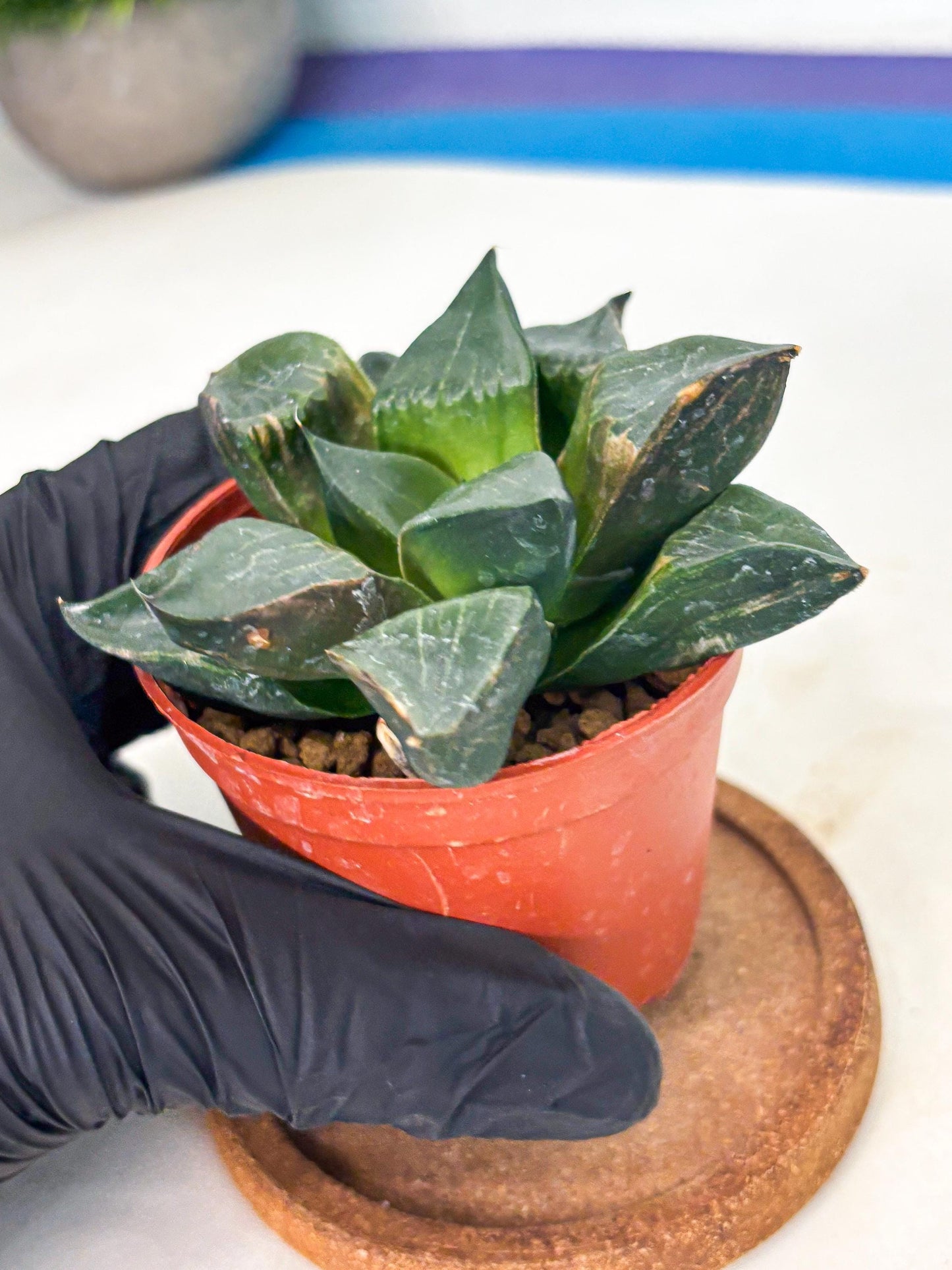 Haworthia Long Xi (wa7) (b5) | Rare Import