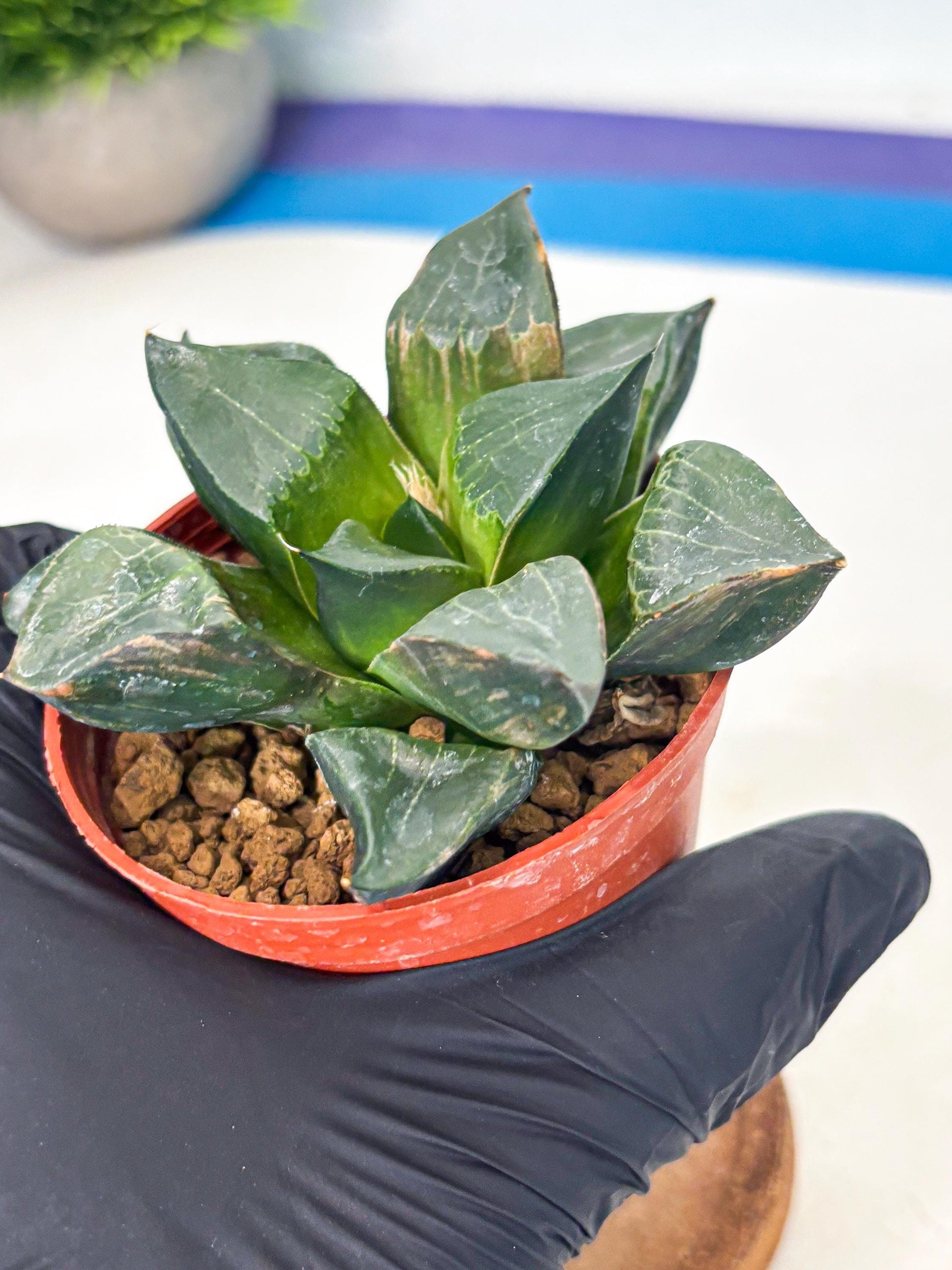 Haworthia Long Xi (wa7) (b5) | Rare Import