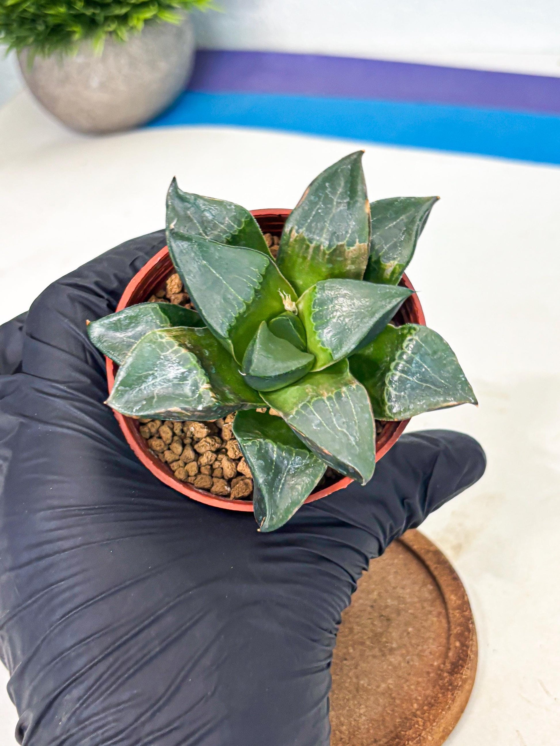 Haworthia Long Xi (wa7) (b5) | Rare Import