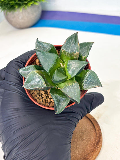 Haworthia Long Xi (wa7) (b5) | Rare Import
