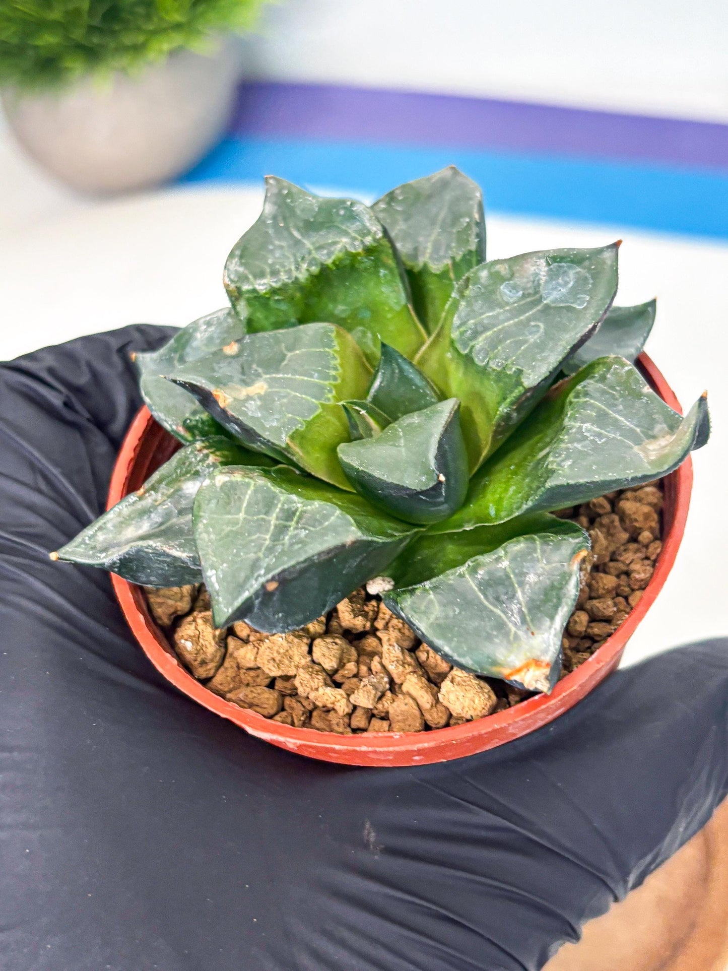Haworthia Long Xi (wa7) (b6) | Rare Import