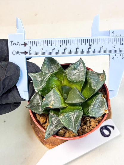 Haworthia Long Xi (wa7) (b6) | Rare Import