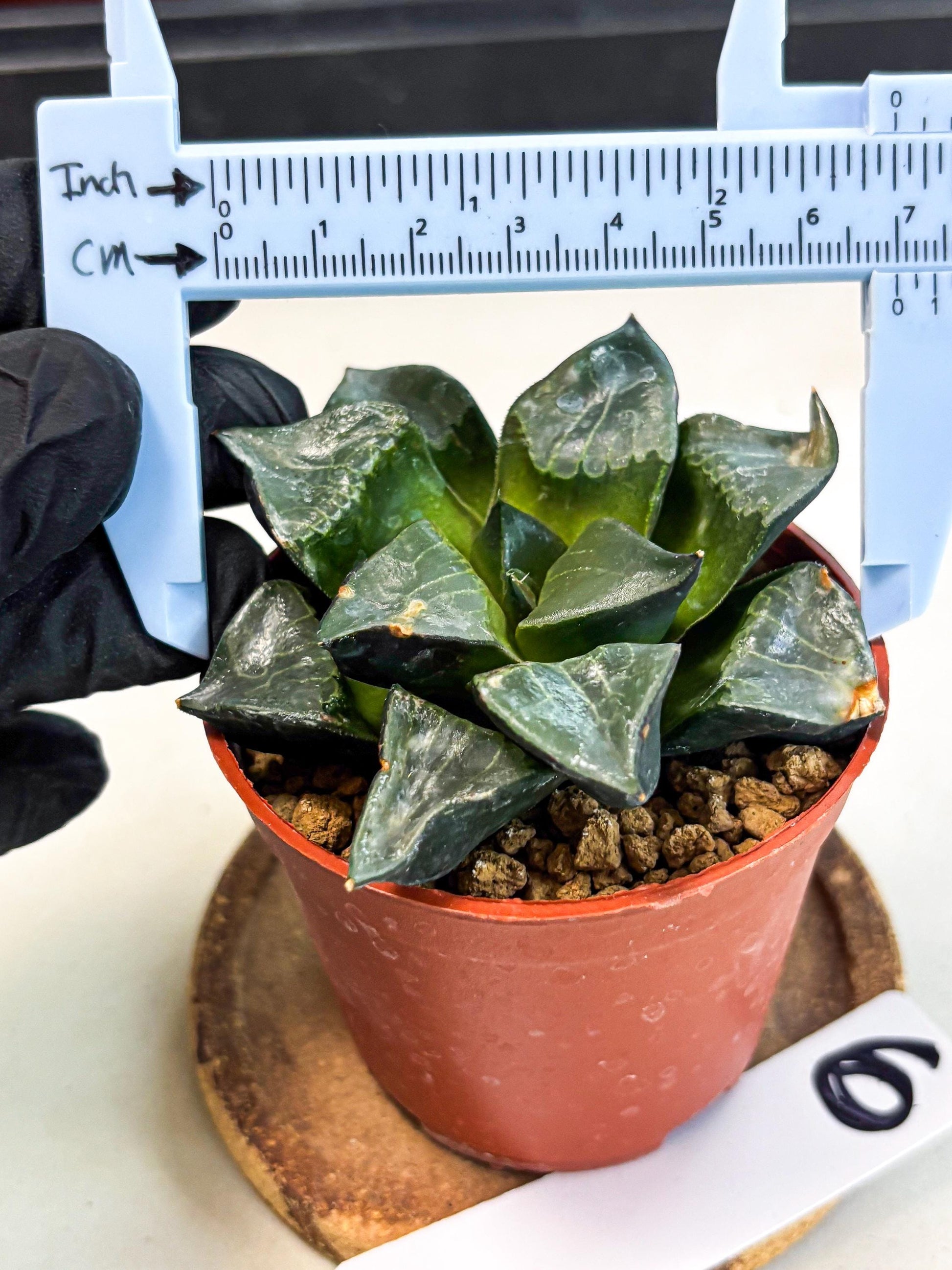 Haworthia Long Xi (wa7) (b6) | Rare Import