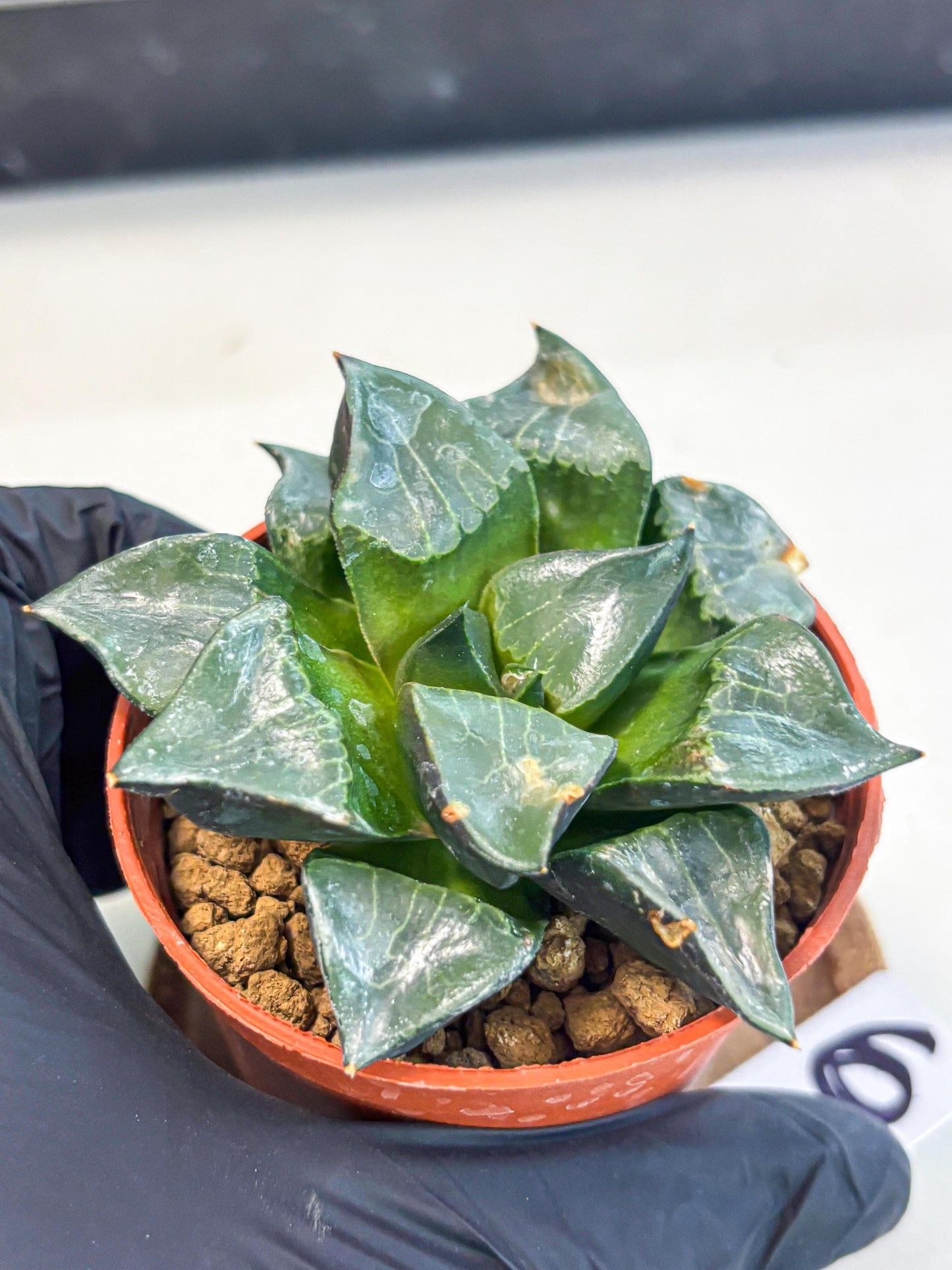 Haworthia Long Xi (wa7) (b6) | Rare Import