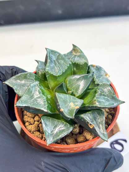 Haworthia Long Xi (wa7) (b6) | Rare Import