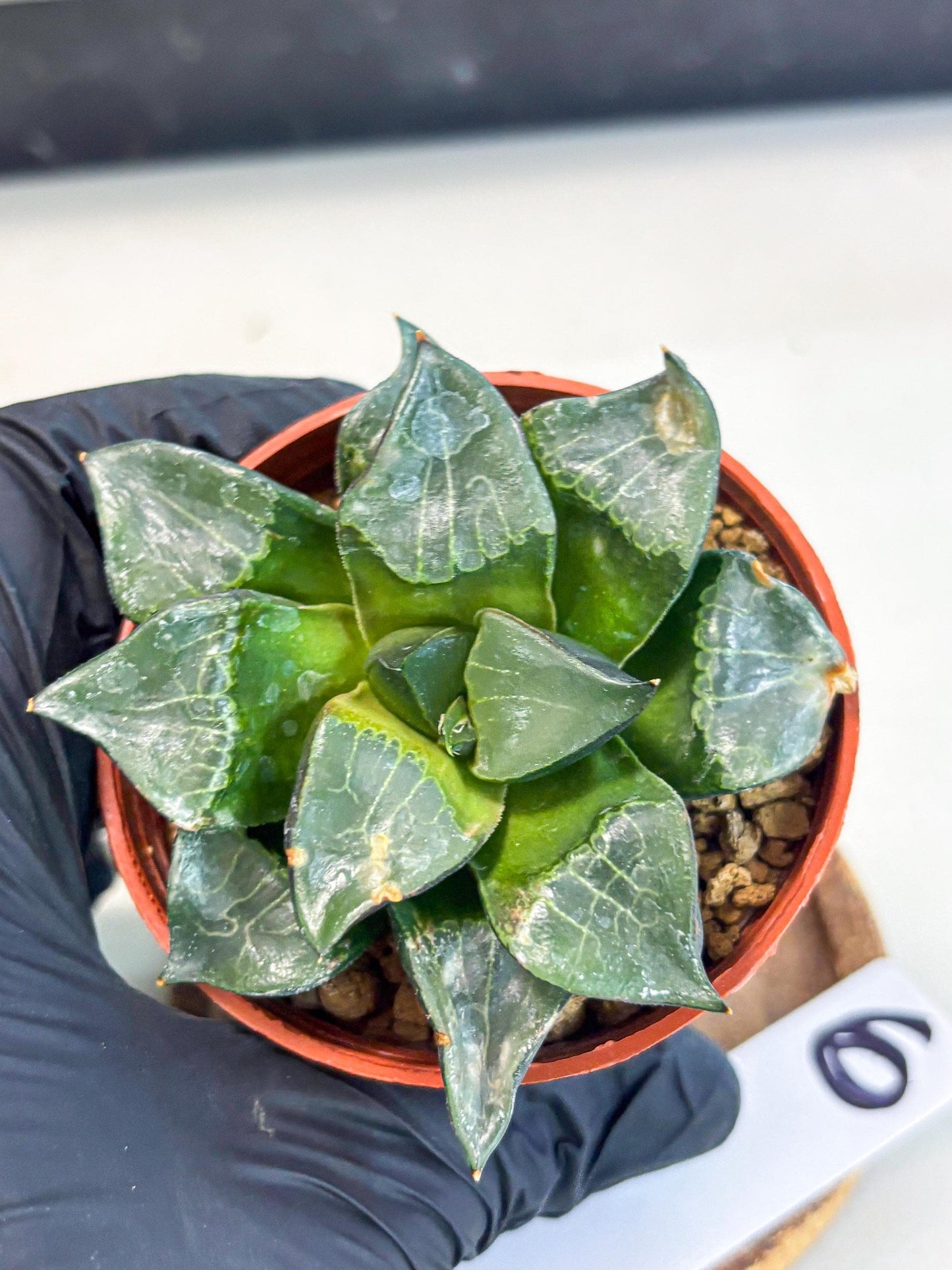 Haworthia Long Xi (wa7) (b6) | Rare Import