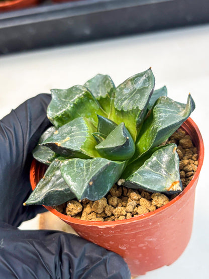 Haworthia Long Xi (wa7) (b6) | Rare Import