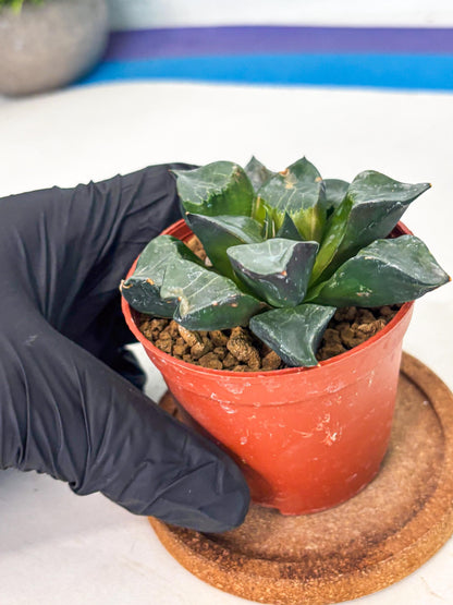 Haworthia Long Xi (wa7) (b6) | Rare Import
