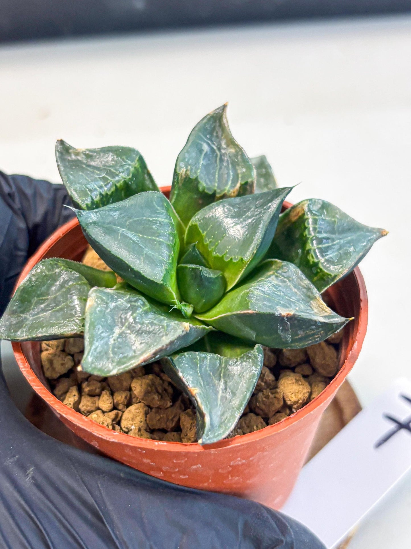 Haworthia Long Xi (wa7) (b7) | Rare Import