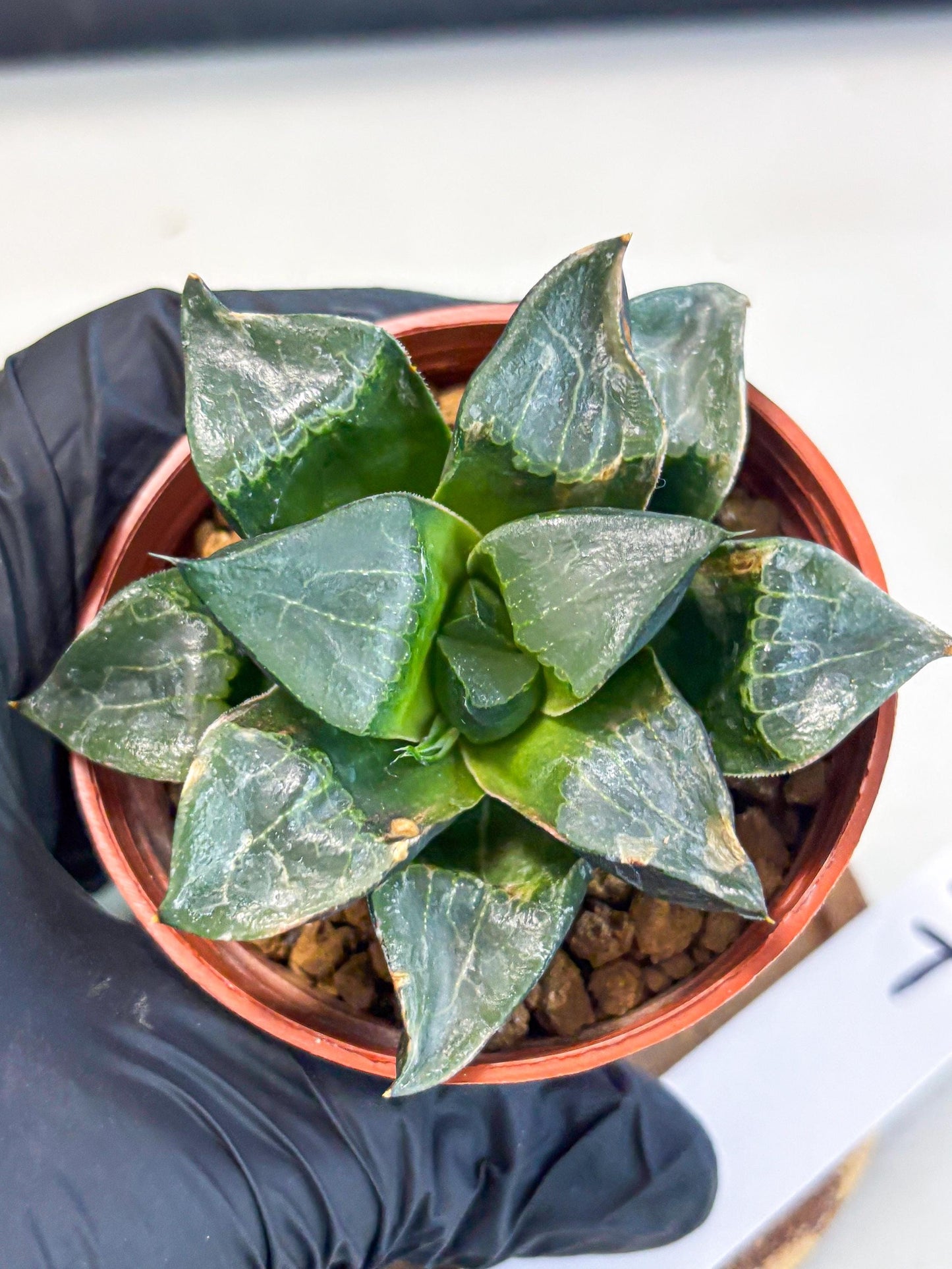 Haworthia Long Xi (wa7) (b7) | Rare Import