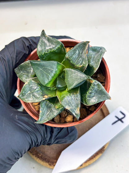 Haworthia Long Xi (wa7) (b7) | Rare Import