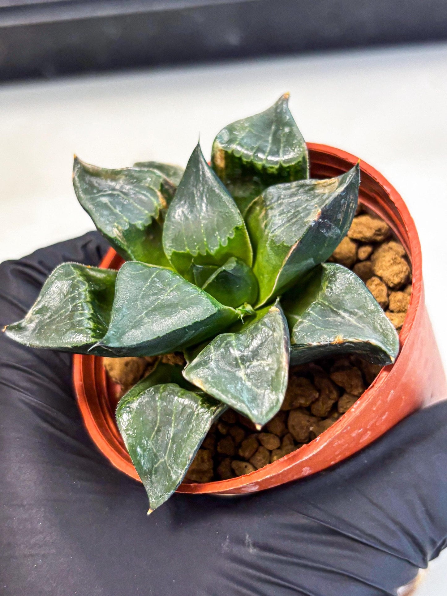 Haworthia Long Xi (wa7) (b7) | Rare Import