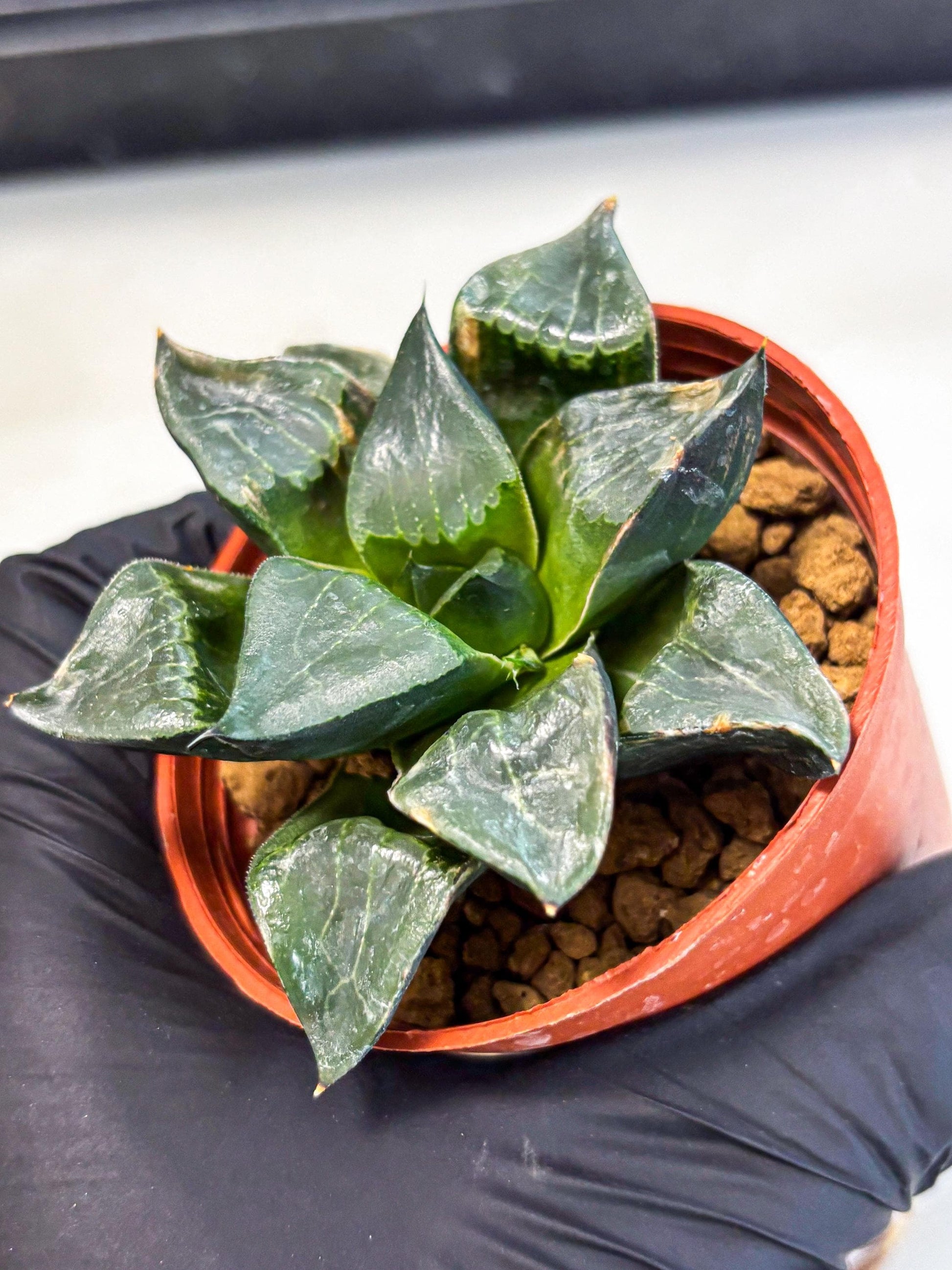 Haworthia Long Xi (wa7) (b7) | Rare Import